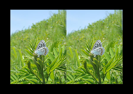 オオルリシジミの産卵（立体写真）