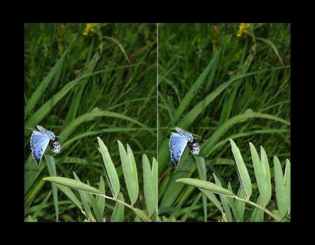 オオルリシジミの飛翔（立体写真）