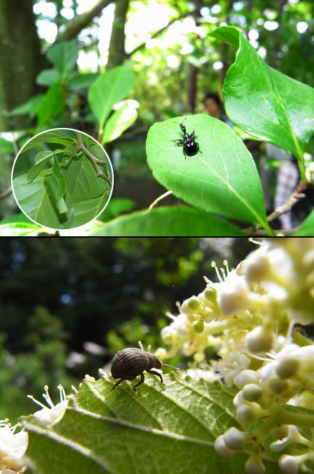 エゴツルクビオトシブミ