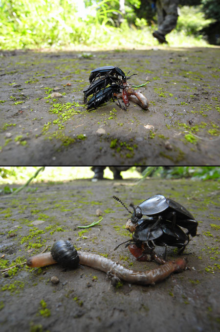 オオヒラタシデムシ