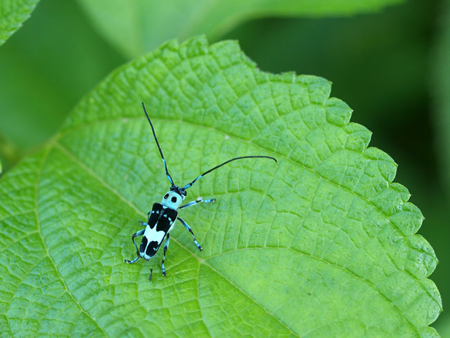 ラミーカミキリ