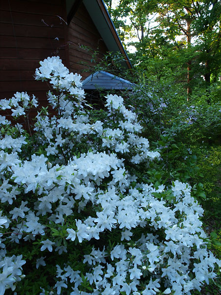 大きくなったツツジ