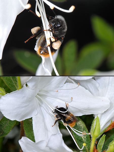 コマルハナバチ