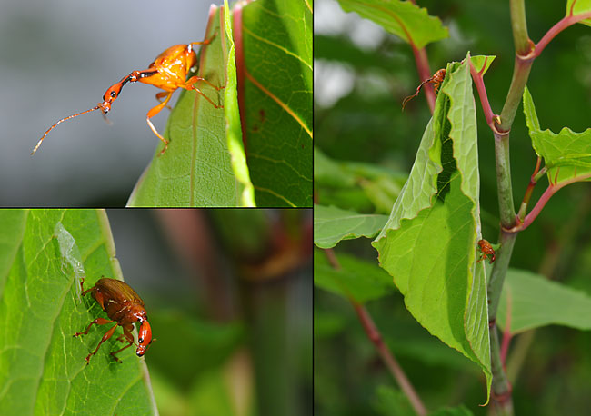 キイロヒゲナガオトシブミ