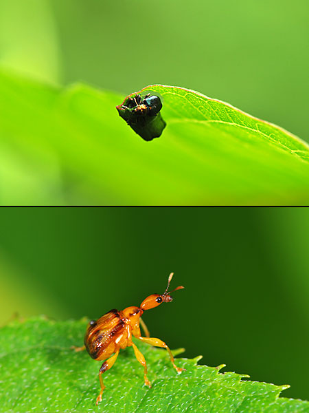 ウスモンオトシブミ