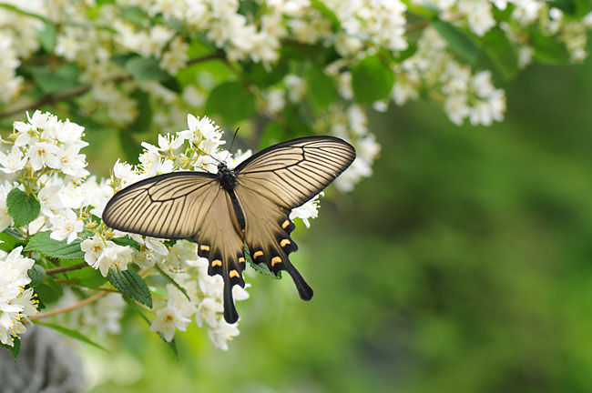 ジャコウアゲハのメス