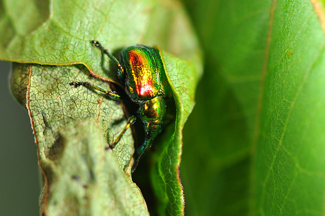 ドロハマキチョッキリ（ベニホシハマキチョッキリ）
