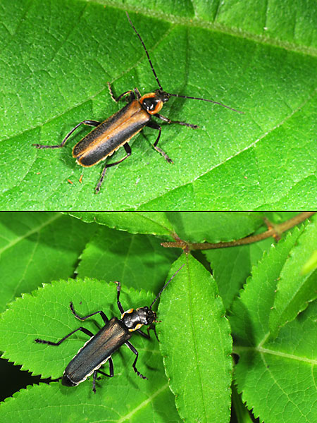 ヒメキンイロジョウカイ