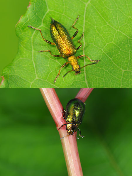 アオハムシダマシ