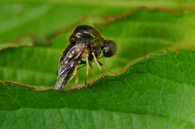 セダカコガシラアブ