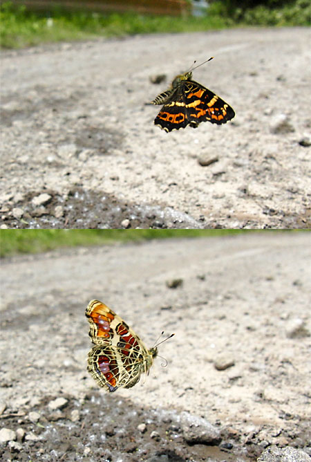 サカハチチョウ