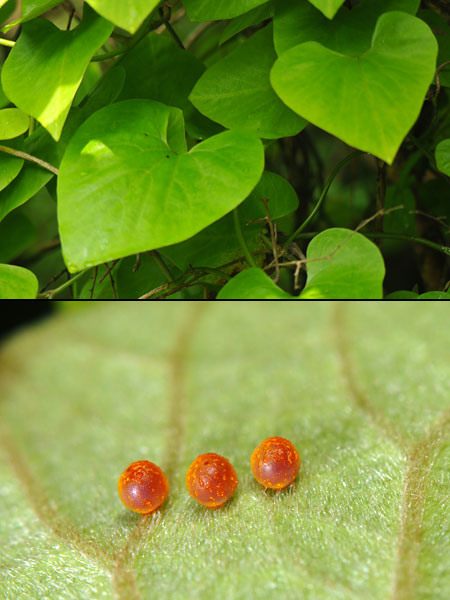 ウマノスズクサとジャコウアゲハの卵