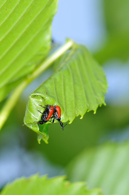ハンノキの葉を巻くナミオトシブミ
