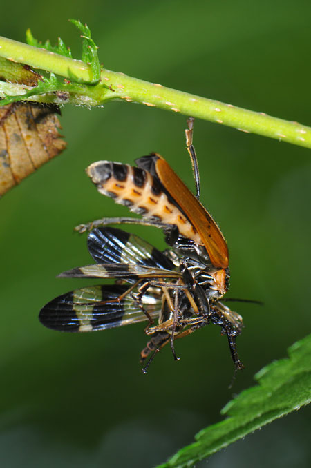 シリアゲムシを食べるジョウカイ
