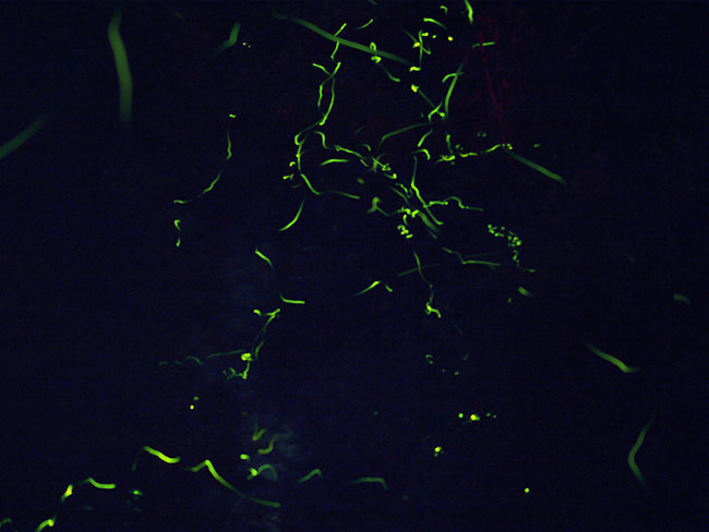 熱海梅園のホタル