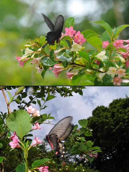 ハコネウツギに来たジャコウアゲハのオスとメス