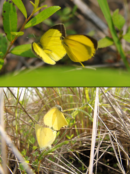 ツマグロキチョウの交尾拒否