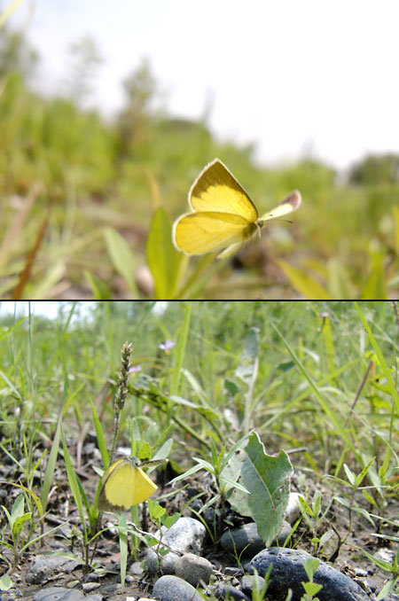 ツマグロキチョウの飛翔