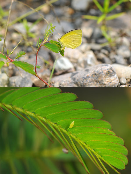 ツマグロキチョウの産卵