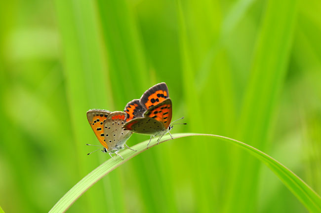 ベニシジミの交尾
