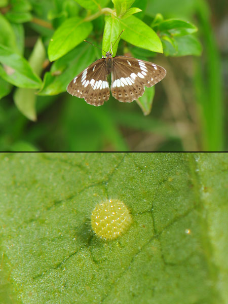 アサマイチモンジの産卵