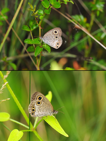 ウラナミジャノメ