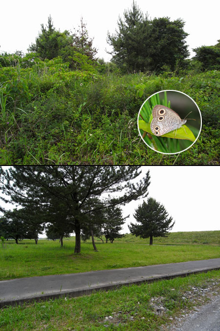 ウラナミジャノメのいる場所