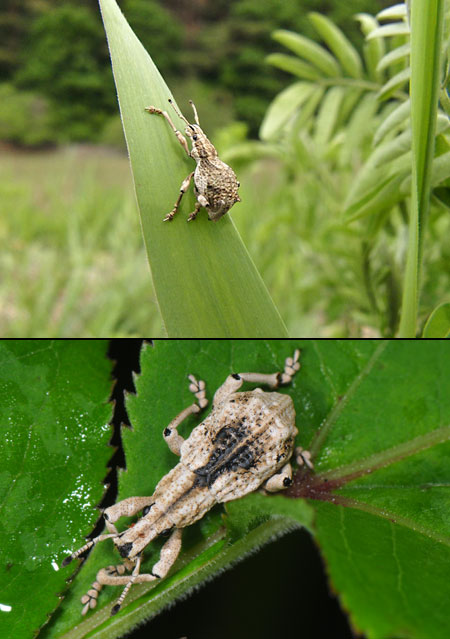 シロコブゾウムシとヒメシロコブゾウムシ
