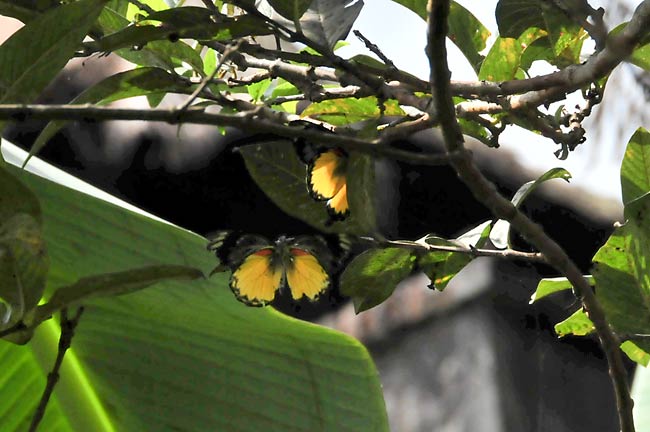 ベリサマカザリシロチョウ