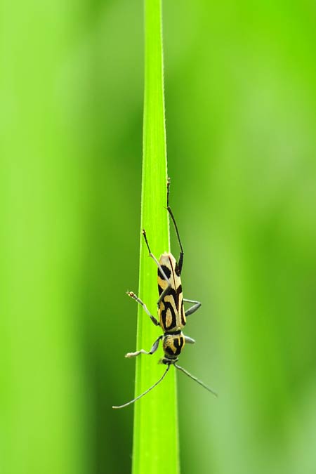 トラカミキリの仲間