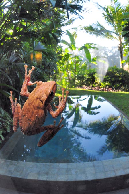 風呂場のカエル