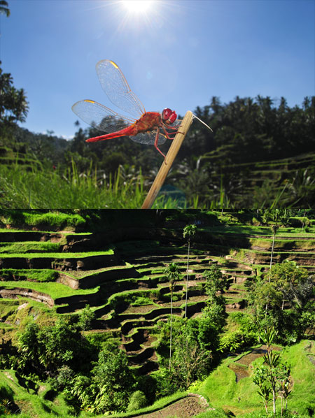 ショウジョウトンボ