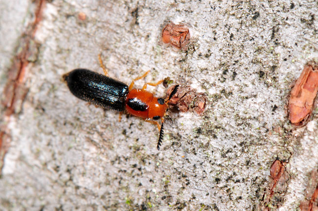 キムネツツカッコウムシ