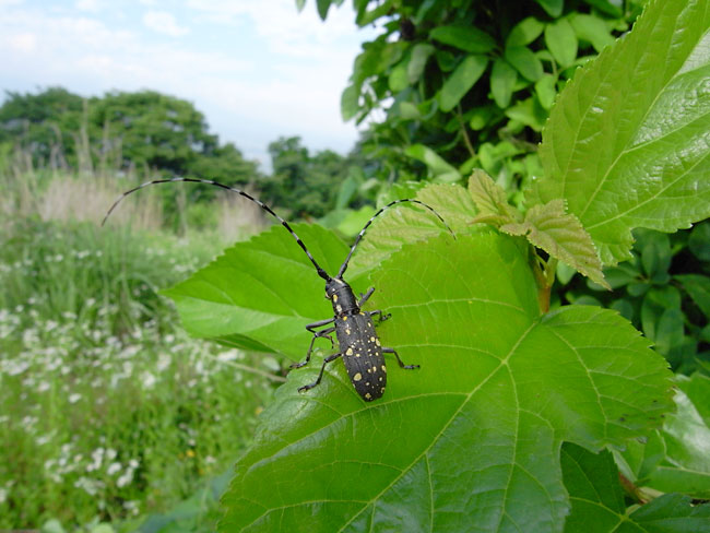 キボシカミキリ（リコー　GX200）