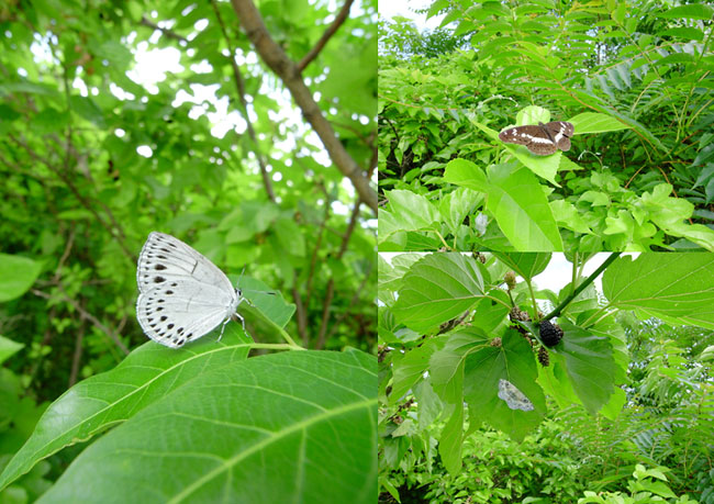 ウラゴマダラシジミ（リコー　GX200）