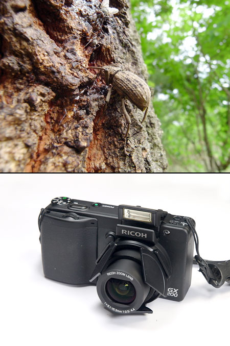 オオゾウムシ（リコー　GX200）