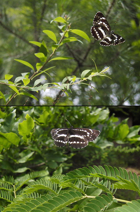 すごいデジカメ3（Casio　EX-F1）