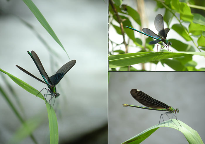 すごいデジカメ2（NIKON　P80）