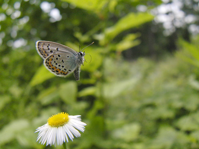 アサマシジミの飛翔