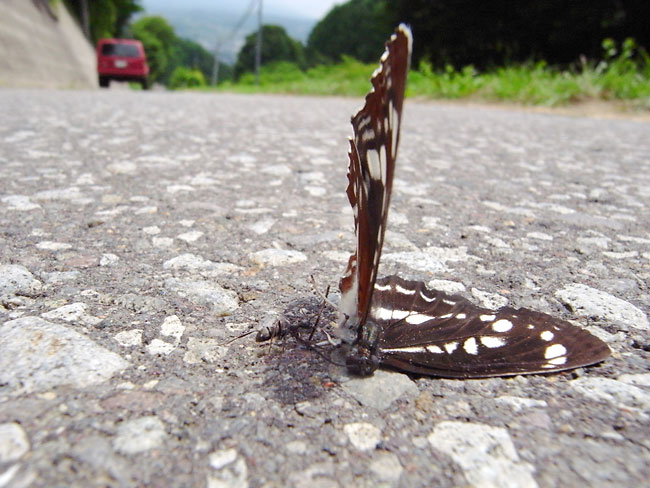 ホシミスジの交通事故