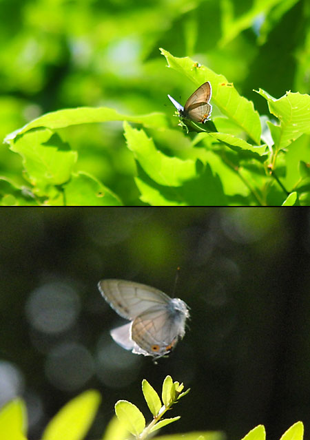 オオミドリシジミ