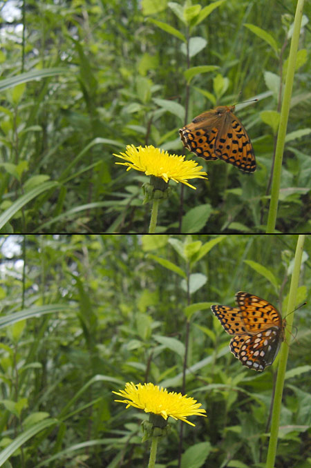 ギンボシヒョウモン