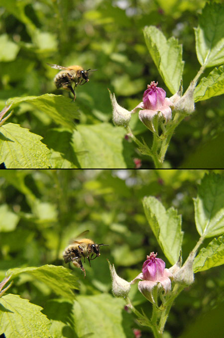 マルハナバチの飛翔