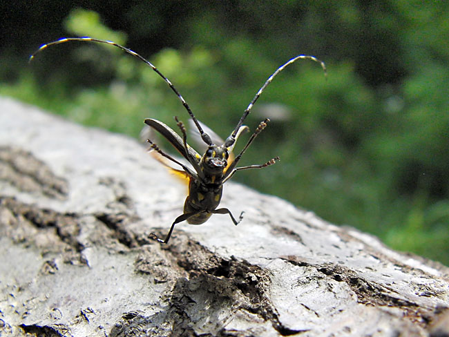 キボシカミキリの飛翔