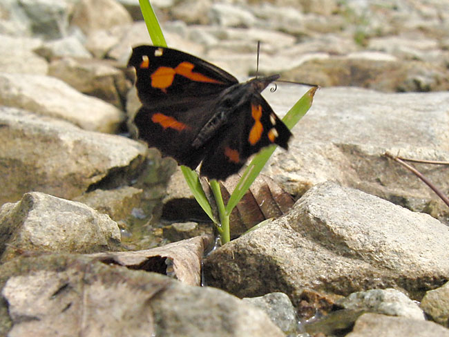 テングチョウの飛翔