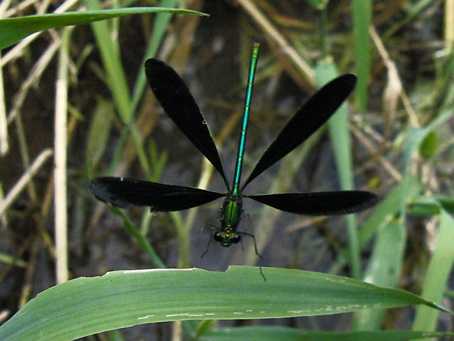 アオハダトンボの飛翔