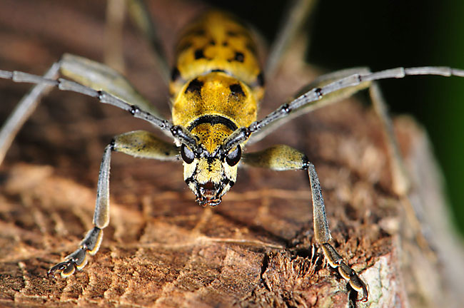 キイロトラカミキリ