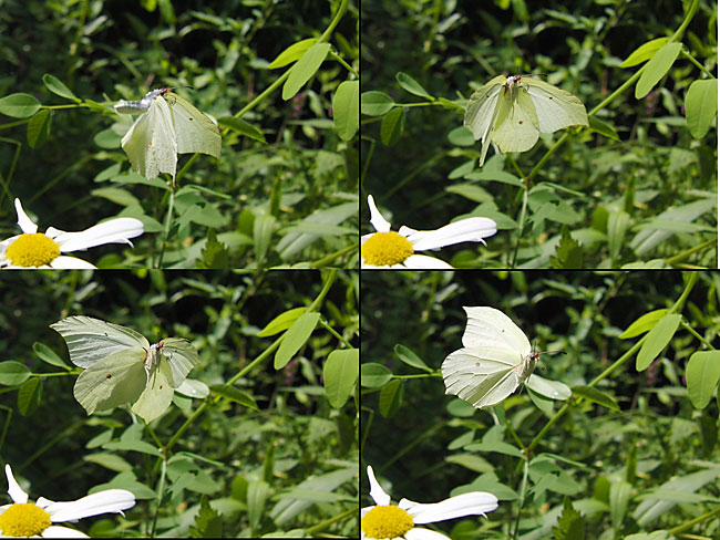庭のスジボソヤマキチョウ
