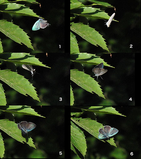 占有場所に戻るオオミドリシジミ