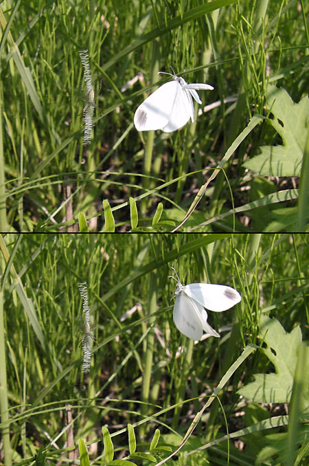 ヒメシロチョウがびっくり